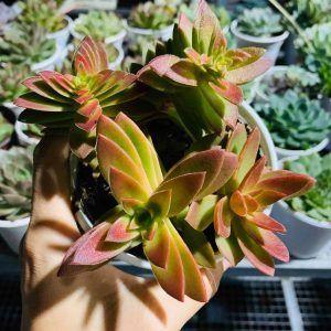 sai lầm khi chọn cây cảnh