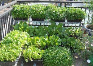 thiết kế vườn rau mini