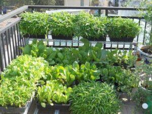 thiết kế vườn rau mini
