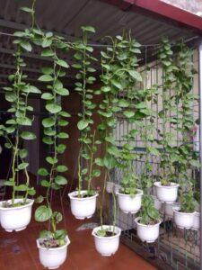 thiết kế vườn rau mini