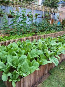 thiết kế vườn rau mini