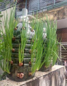 trồng rau bằng tháp đất