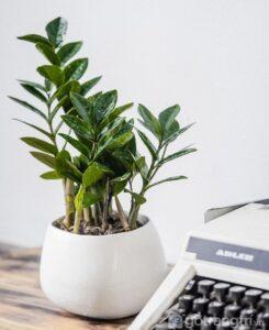 vị trí đặt cây phong thủy