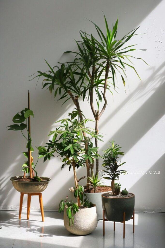 cây và kỷ niệm tuổi thơ