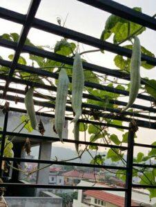 vườn rau trên mái nhà