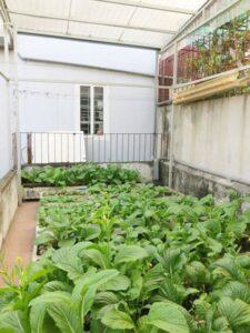 vườn rau trên mái nhà