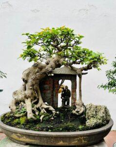 ý nghĩa tâm linh bonsai