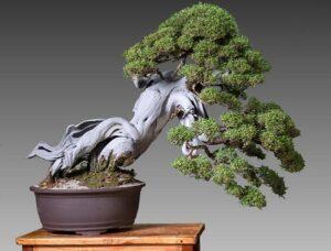 ý nghĩa tâm linh bonsai