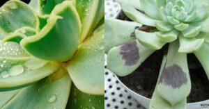 bộ dụng cụ chăm sóc sen đá