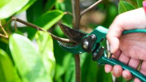 cách cắt tỉa cây cảnh