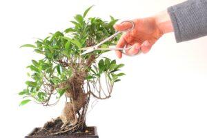 cách cắt tỉa cây cảnh