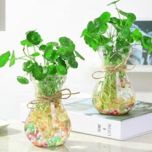 cách chăm sóc cây thủy sinh