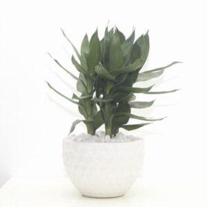 cách đánh bóng lá cây cảnh