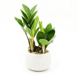 cách giữ lá cây cảnh luôn sạch