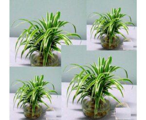 cách làm sạch lá cây không cần hóa chất