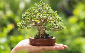cách trồng cây bonsai