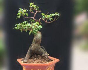 cách trồng cây bonsai