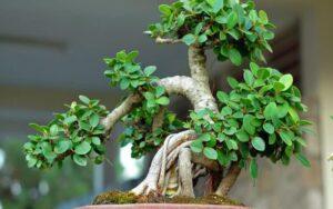 cách trồng cây bonsai