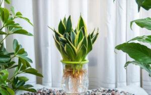 cách trồng cây lưỡi hổ