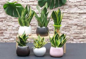 cách trồng cây lưỡi hổ