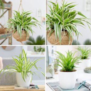 cách trồng cây may mắn