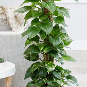 cách trồng cây trầu bà