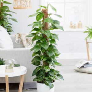 cách trồng cây trầu bà