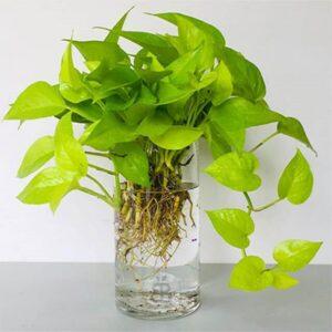 cách trồng cây trầu bà