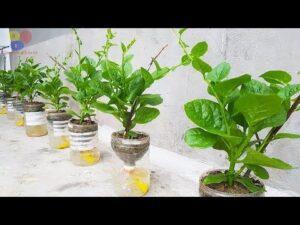 cách ủ phân hữu cơ từ rác thải sinh hoạt