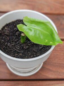 cây cảnh dễ nhân giống