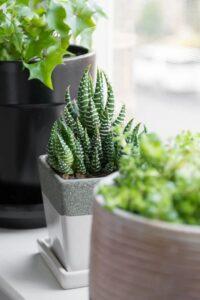 cây cảnh dễ nhân giống