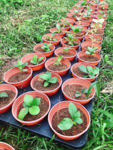 cây cảnh dễ nhân giống
