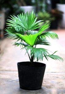 cây cảnh dễ sống
