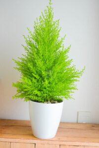 cây cảnh dễ sống