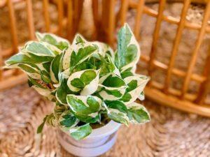 cây kiểng chịu được máy lạnh
