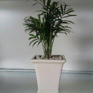 cây cau tiểu trâm lọc khí