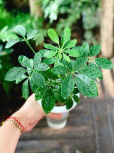 cây cau tiểu trâm lọc khí