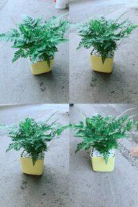 cây dương xỉ giúp lọc không khí