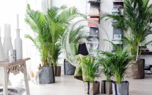 cây dương xỉ giúp lọc không khí