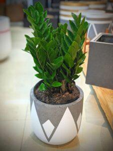 cây cảnh không cần tưới nhiều