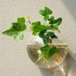 cây kiểng không cần ánh nắng 