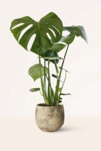 cây lọc khí dễ sống