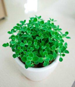 cây lọc khí dễ sống