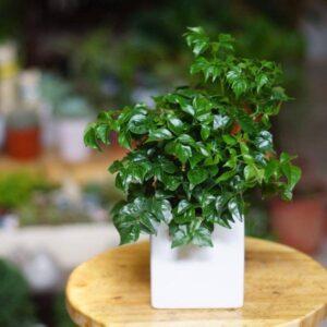 cây lọc không khí phong thủy tốt