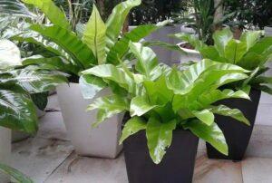 cây lọc không khí trong nhà