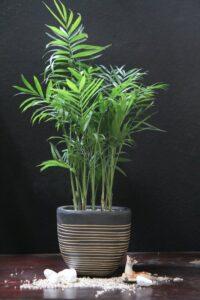 cây mini cho người mới chơi