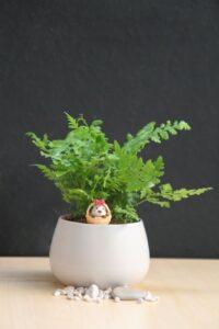 cây mini cho người mới chơi