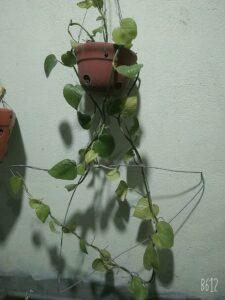 cây trầu bà leo