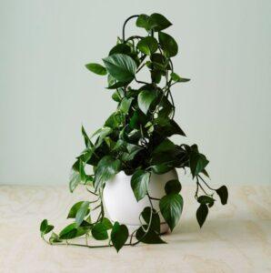 cây trầu bà leo
