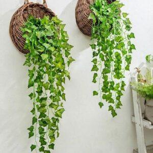 cây trầu bà leo